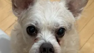 アトピー性皮膚炎の犬と暮らすために 正しい知識とケアの実践法 - 浅草