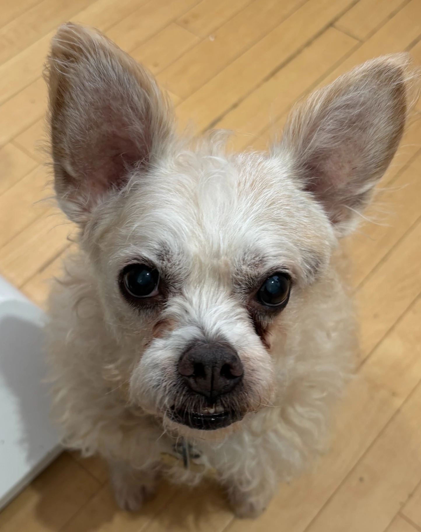アトピー性皮膚炎の犬と暮らすために 正しい知識とケアの実践法 - 浅草